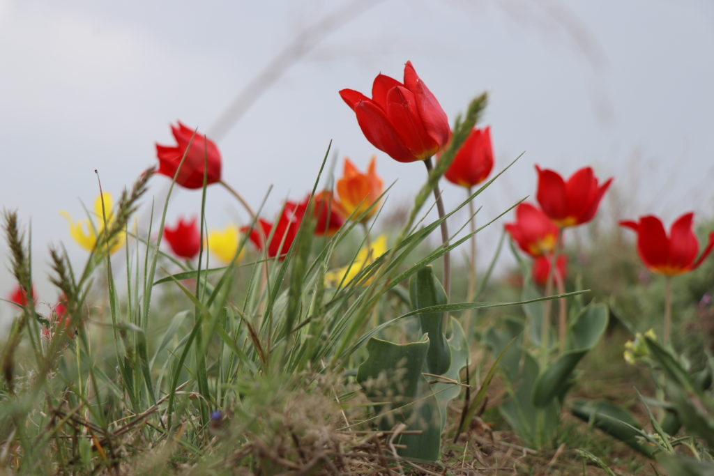 На склонах Сиваша расцвел краснокнижный тюльпан – не такой, как в Нижнесерогозском районе