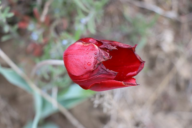 На склонах Сиваша расцвел краснокнижный тюльпан – не такой, как в Нижнесерогозском районе