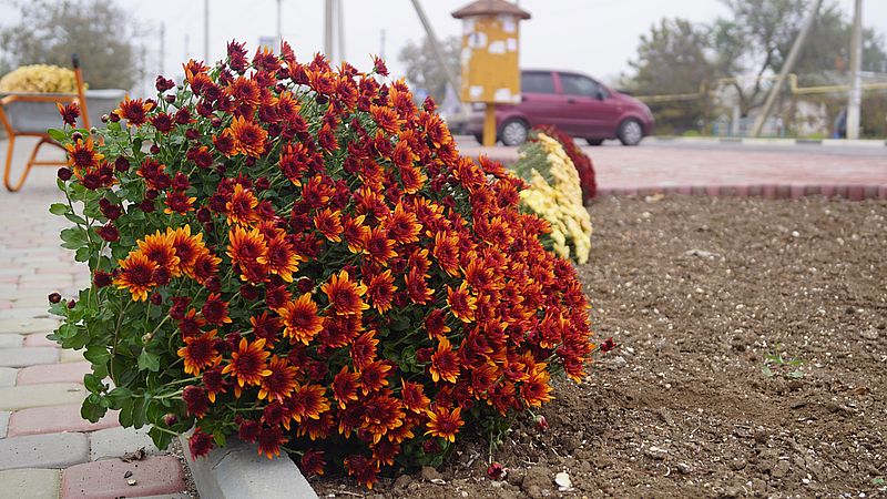 В парке на Арабатке стало на полторы сотни цветущих кустов краше