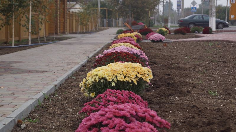 В парке на Арабатке стало на полторы сотни цветущих кустов краше